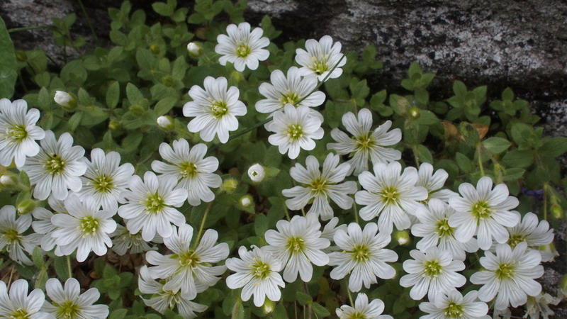 cerastium